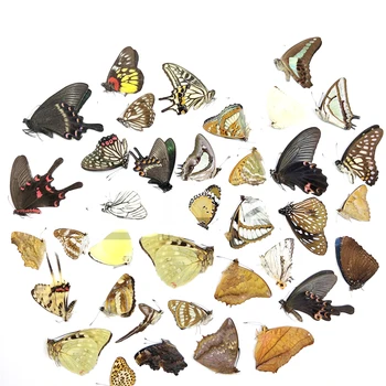 5 ks Real Motýľ Vzorky Bez Šíri Krídla DIY Prax Tvorby Materiálov Rôznych Protobutterfly Hmyzu Mš